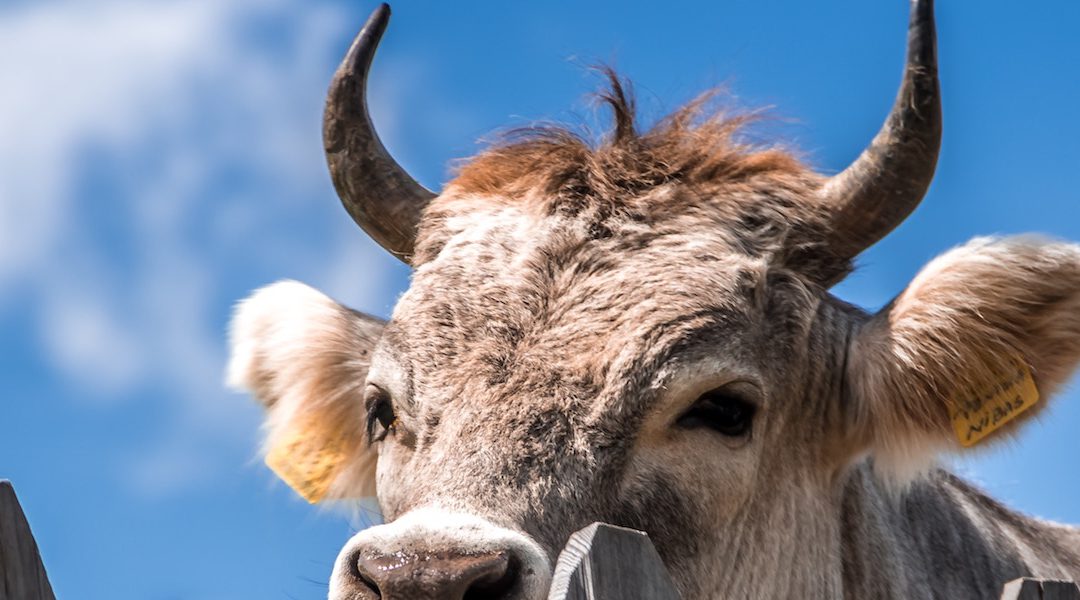 Human Mad Cow in Holland