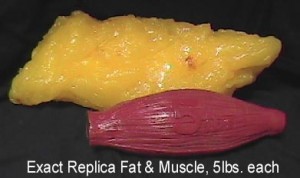 Model of Fat and Muscle