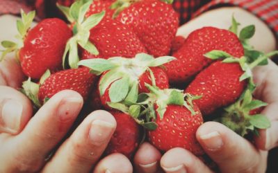 Fresh Fruit Vegetable Seasons